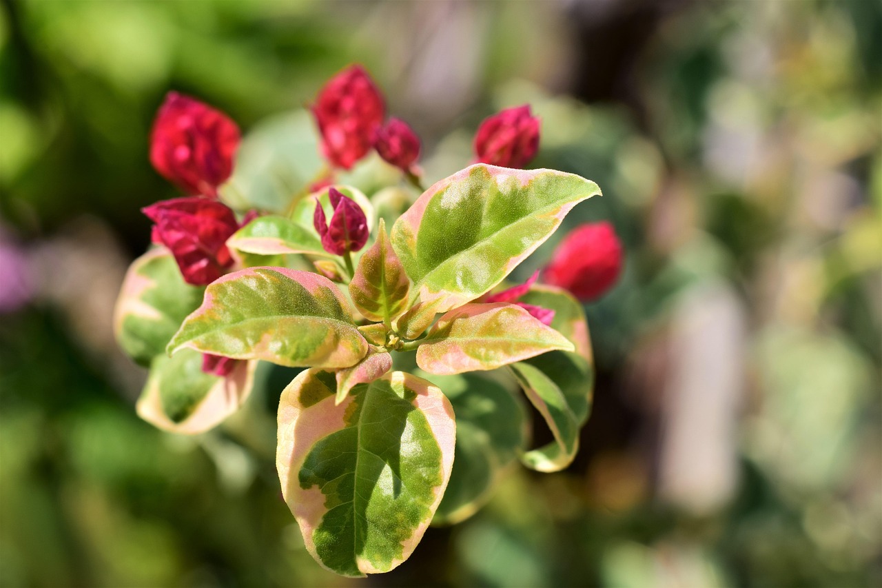 Bougainvillia, bloom red, leaves white green — Experience the Future of Crypto Management with Ledger Live