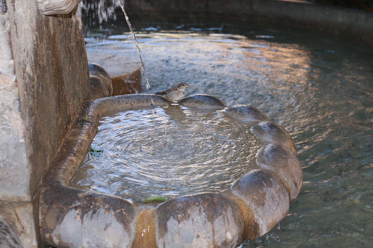 Water feature, fountain, bird — Experience the Future of Crypto with Ledger Live