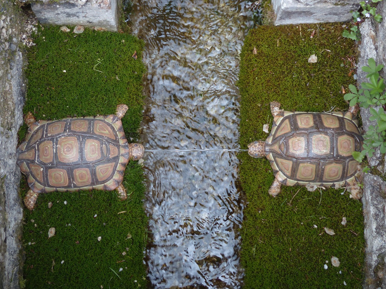 Water feature, turtles, hellbrunn — Exploring the Features of Atomic Wallet for Crypto Users