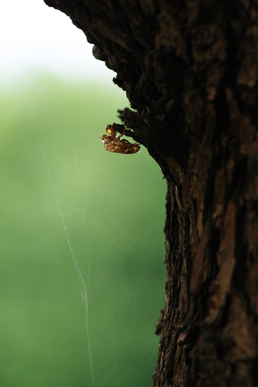 Cicada, insect, close up — Mastering Atomic Wallet: A Download and User Guide
