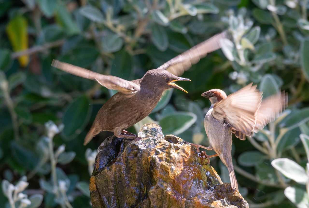Starling, sparrow, bird — Maximize Trading Efficiency with Raydium Swap