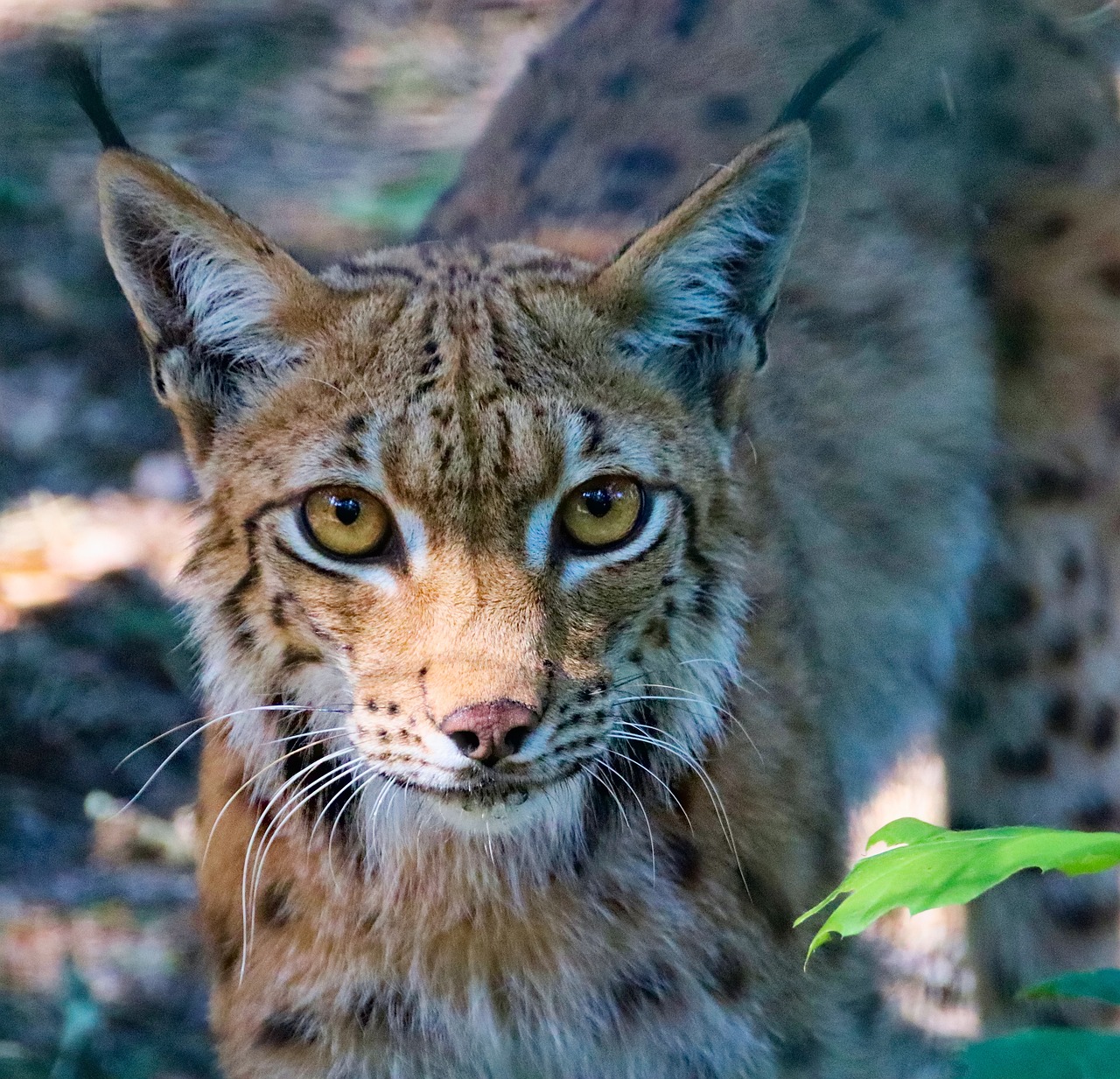 Feature, the eurasian lynx, beast — Maximize Your Crypto Gains with Raydium Swap