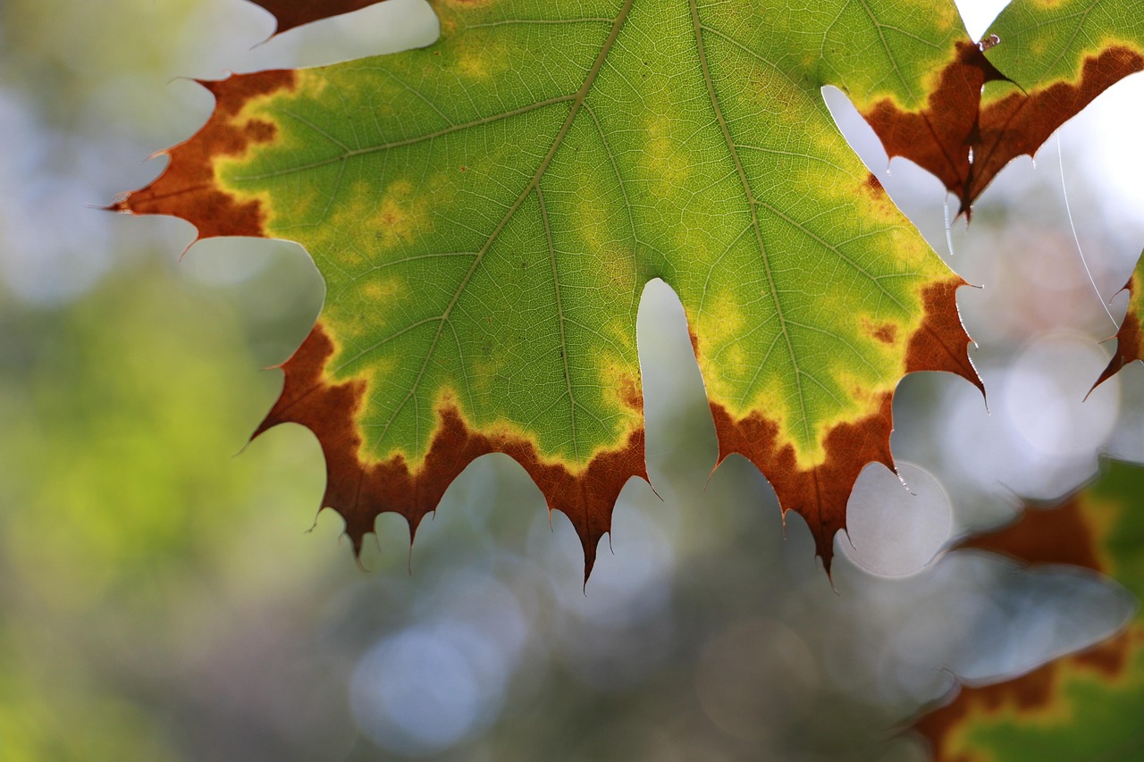 Winter, leaf, green — Unleashing the Potential of Jupiter Swap for Traders