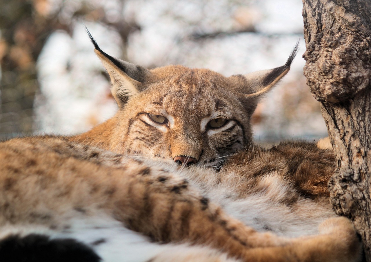 Feature, nature, the eurasian lynx — Unleashing the Power of Jupiter Swap for Crypto Enthusiasts