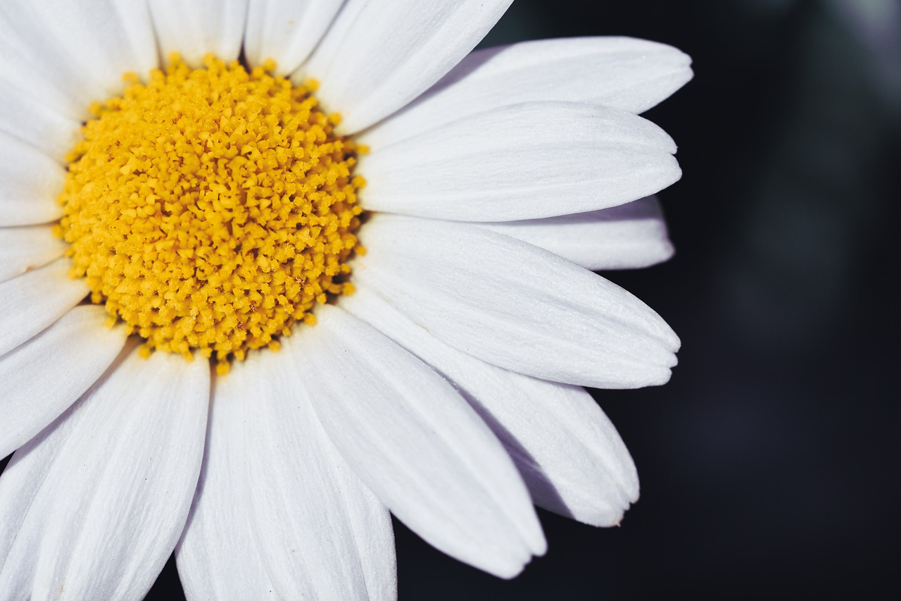 Marguerite, nature, blossom — Unleashing the Power of Jupiter Swap for Crypto Traders